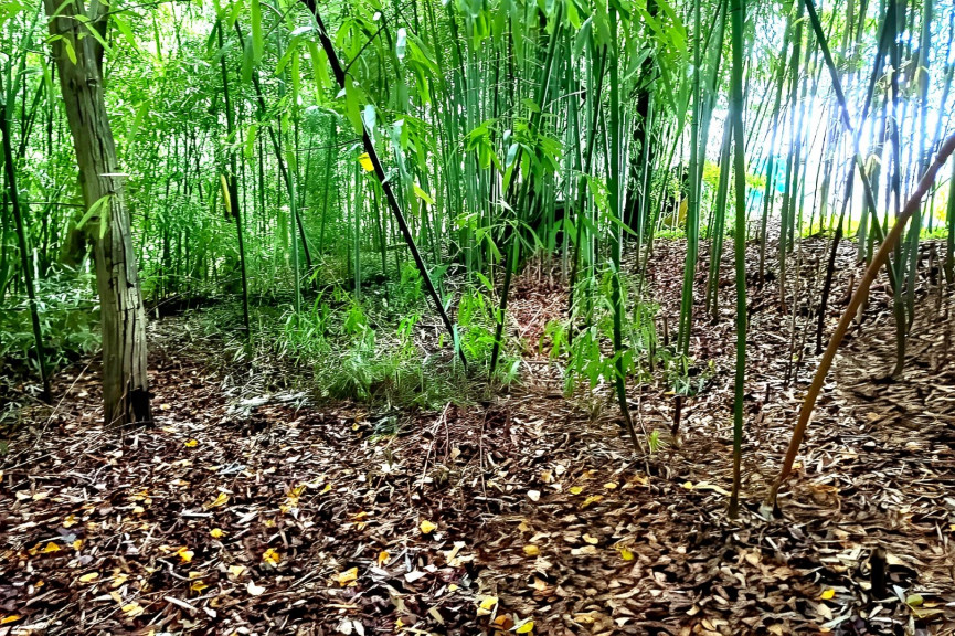 vente Terrain Lescure D'albigeois - Photo 3