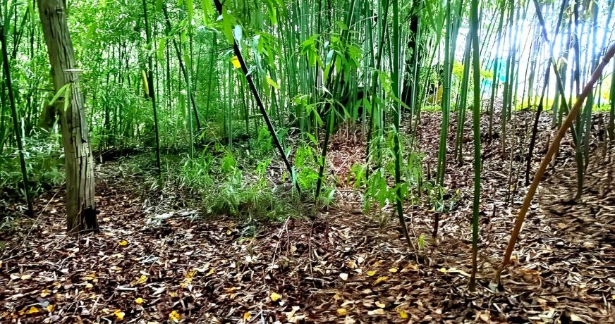 vente Terrain Lescure D'albigeois