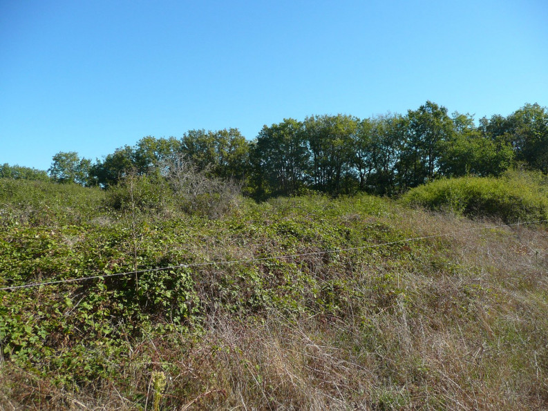 vente Terrain constructible Parisot - Photo 8