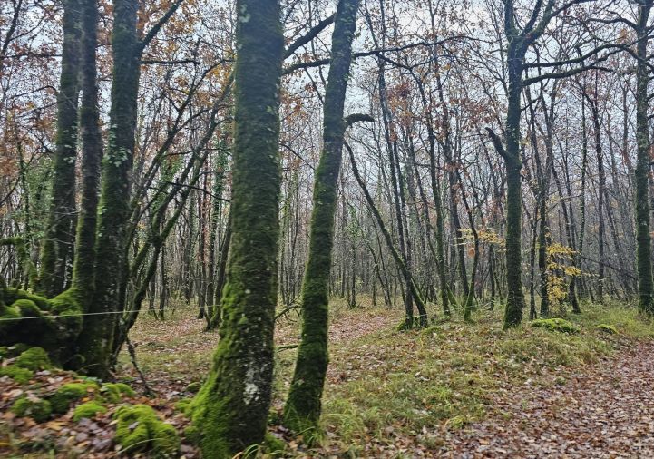 vente Terrain boisé – forêt Feneyrols