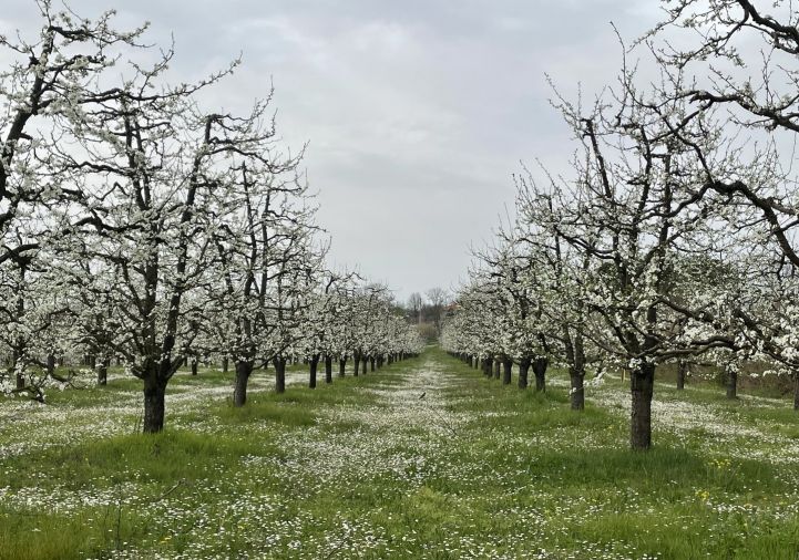 vente Propriété arboricole Mirabel