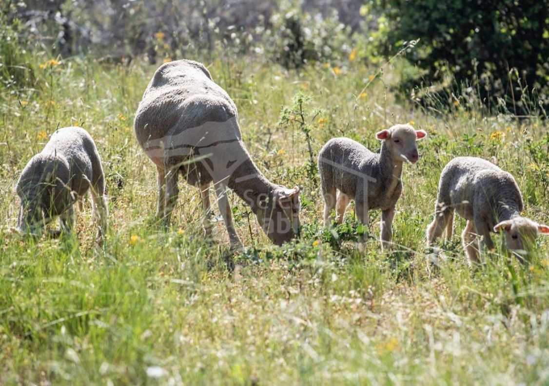 vente Domaine Carcassonne