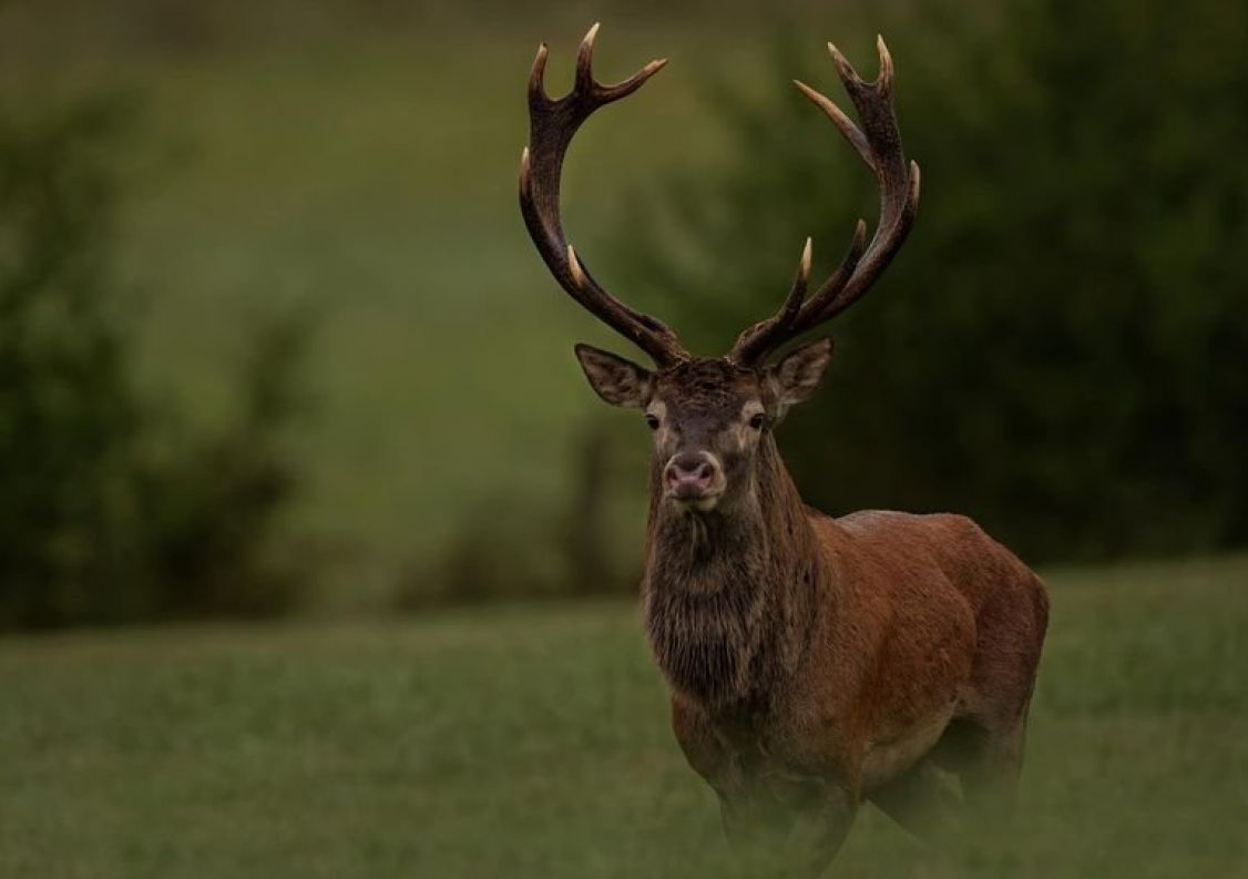 vente Domaine Ventenac