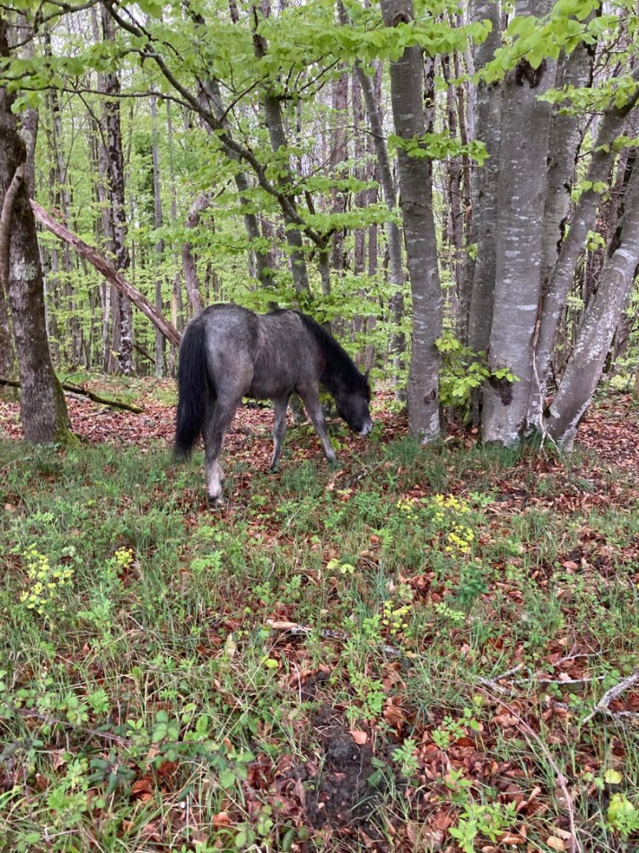 vente Domaine Ventenac - Photo 4