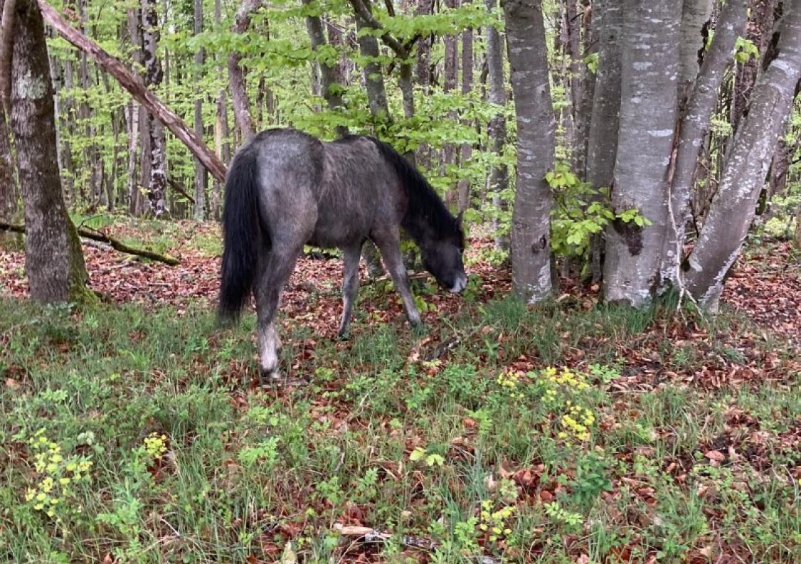 vente Domaine Ventenac