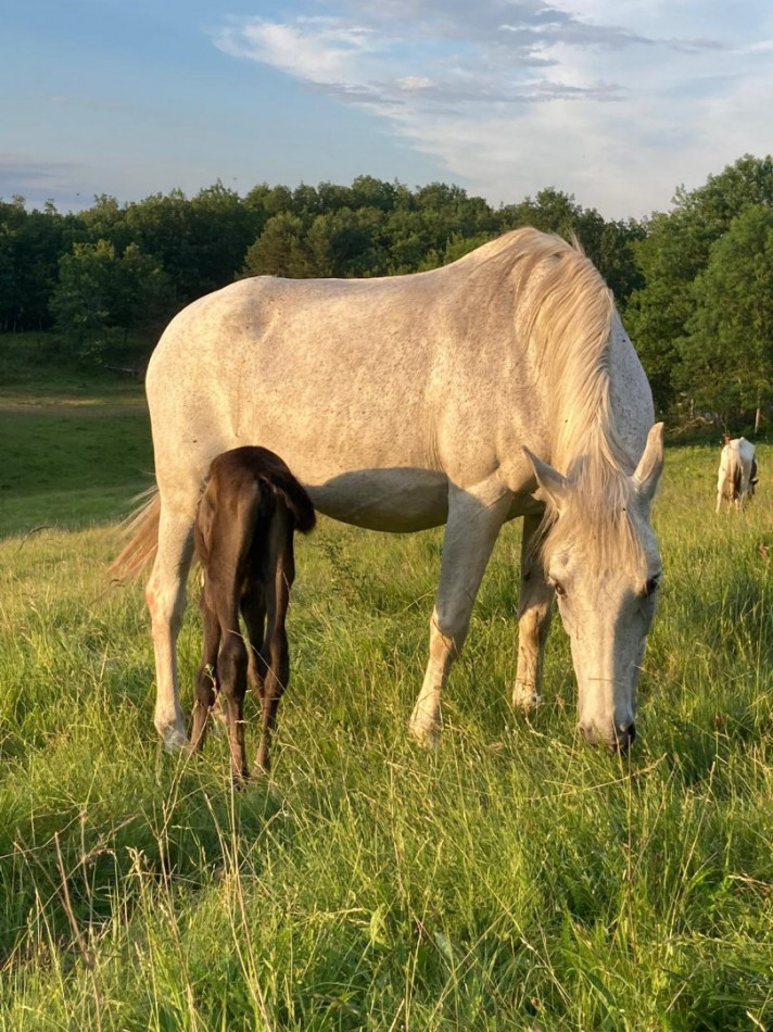 vente Domaine Ventenac - Photo 5