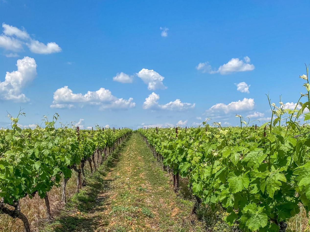 vente Propriété viticole Beauvoisin - Photo 19