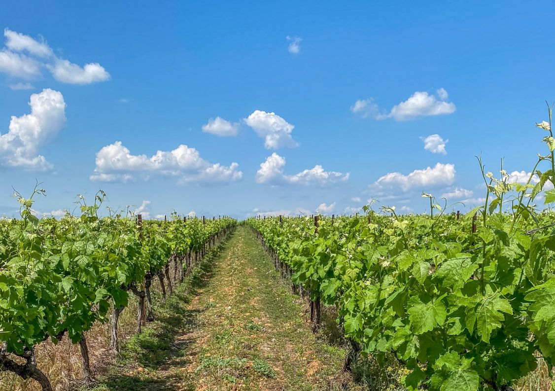 vente Propriété viticole Beauvoisin