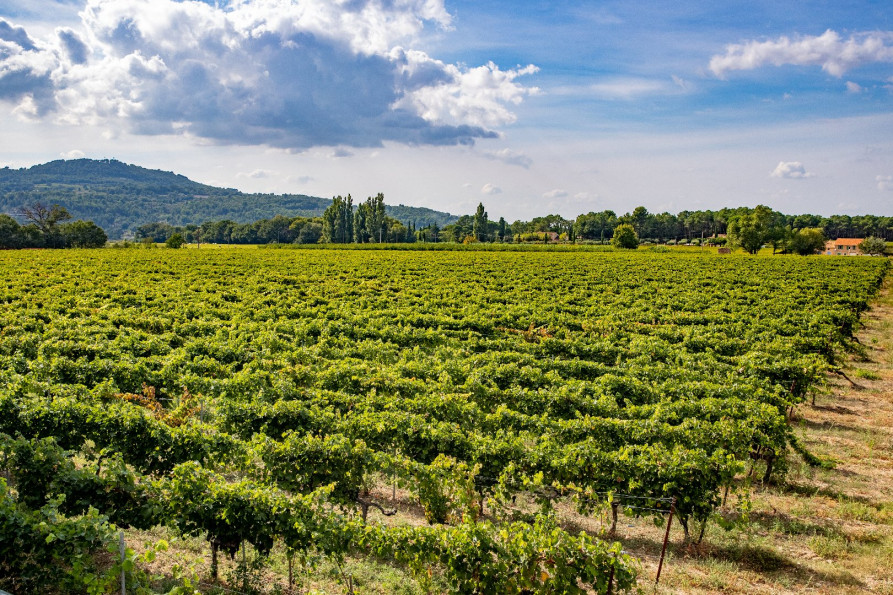 vente Maison vigneronne Bedoin - Photo 4