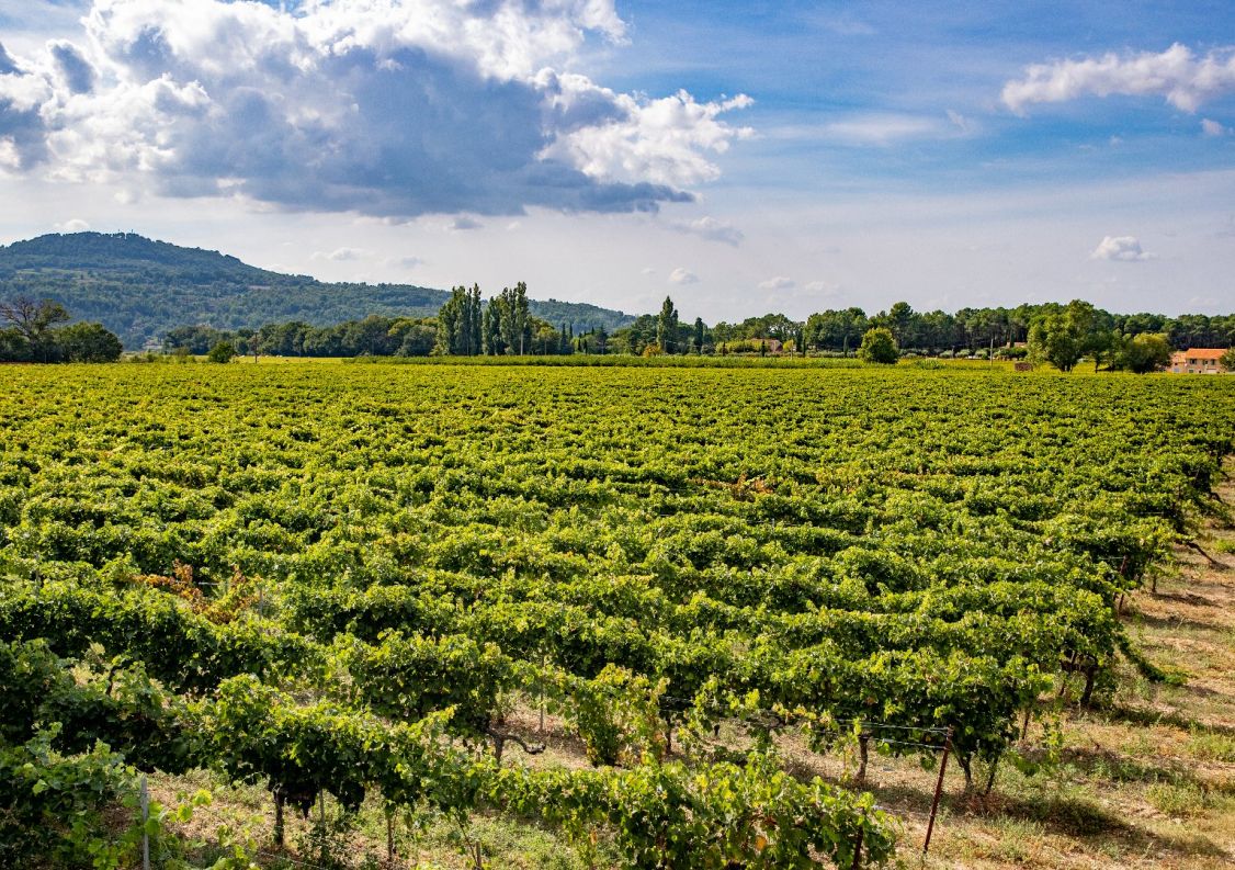 vente Maison vigneronne Bedoin