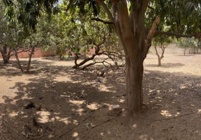 vente Terrain constructible Nguerigne