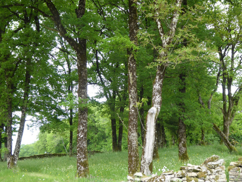 vente Terrain Gorses - Photo 1