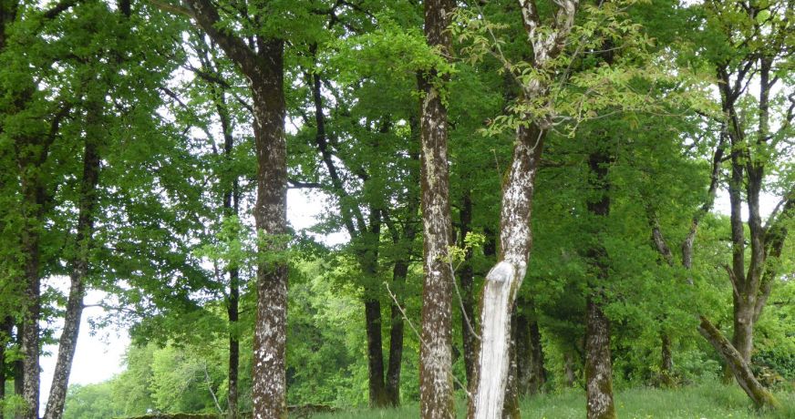 vente Terrain Gorses