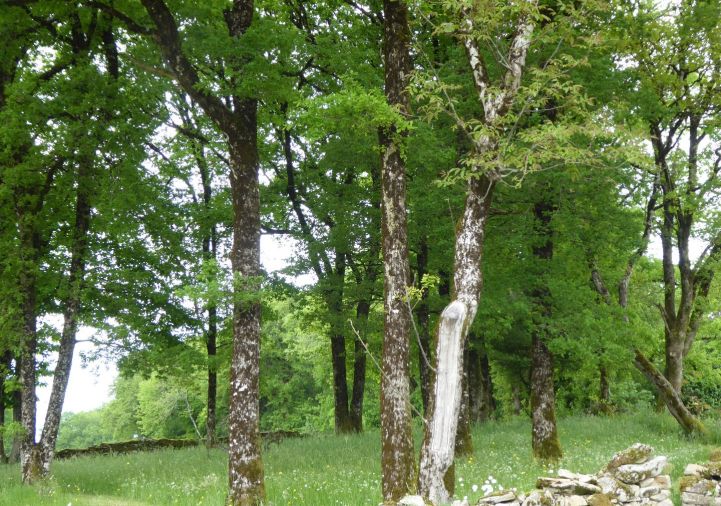 vente Terrain Gorses