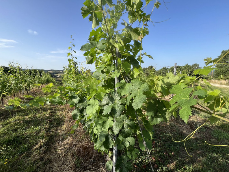 vente Horticole /maraîchage Puy D'arnac - Photo 3