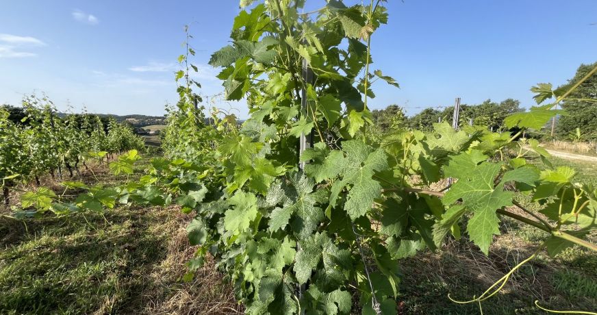 vente Horticole /maraîchage Puy D'arnac