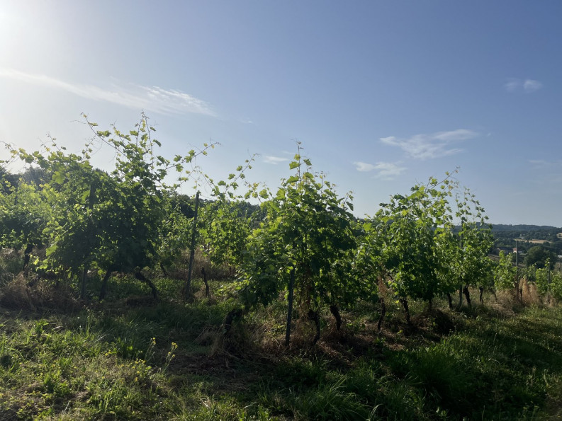 vente Horticole /maraîchage Puy D'arnac - Photo 6