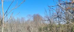 vente Terrain Vailhourles