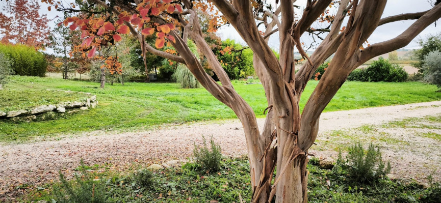 vente Maison Saint Amans De Pellagal - Photo 17