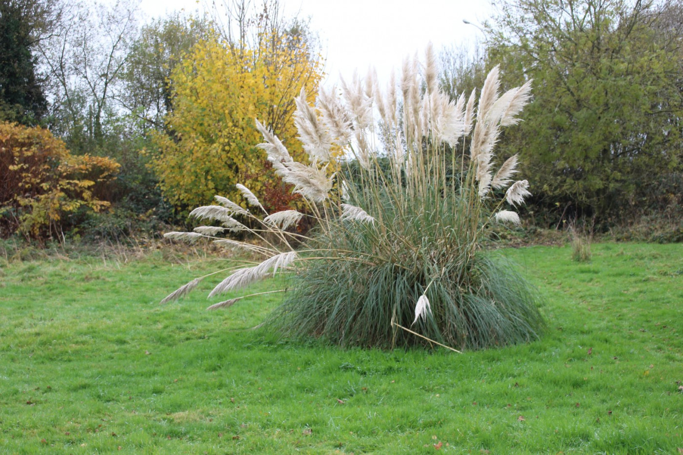 à vendre Maison Yvetot - Photo 9