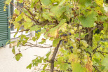 vente Maison Louveciennes