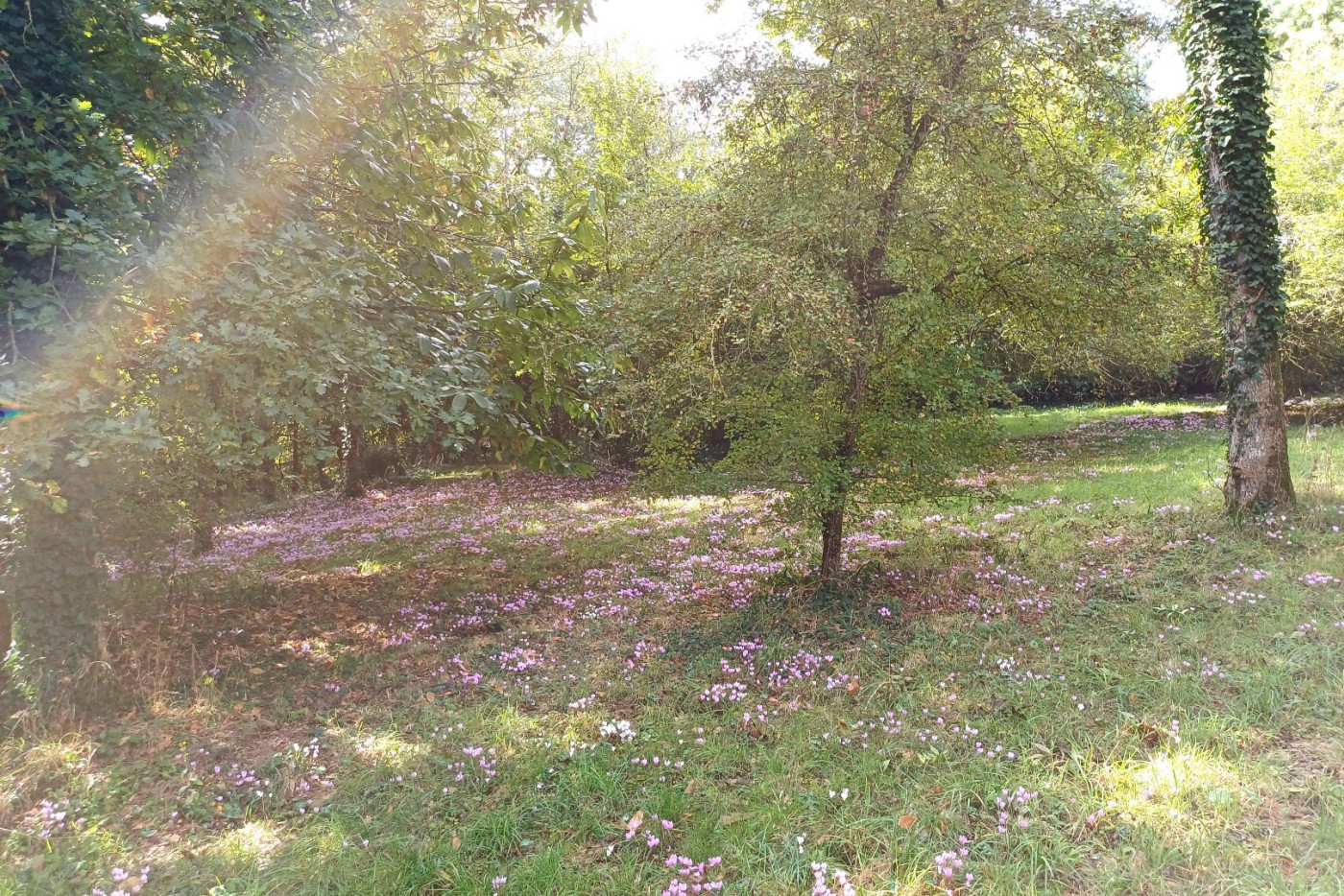 à vendre Propriété Plouer Sur Rance - Photo 6