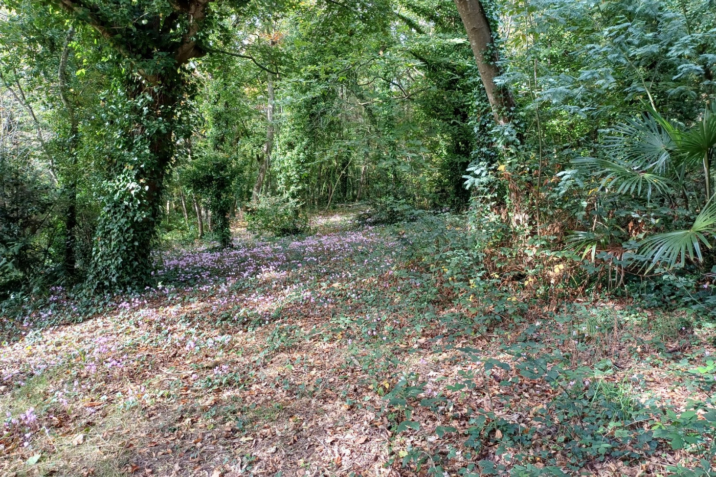 à vendre Propriété Plouer Sur Rance - Photo 8