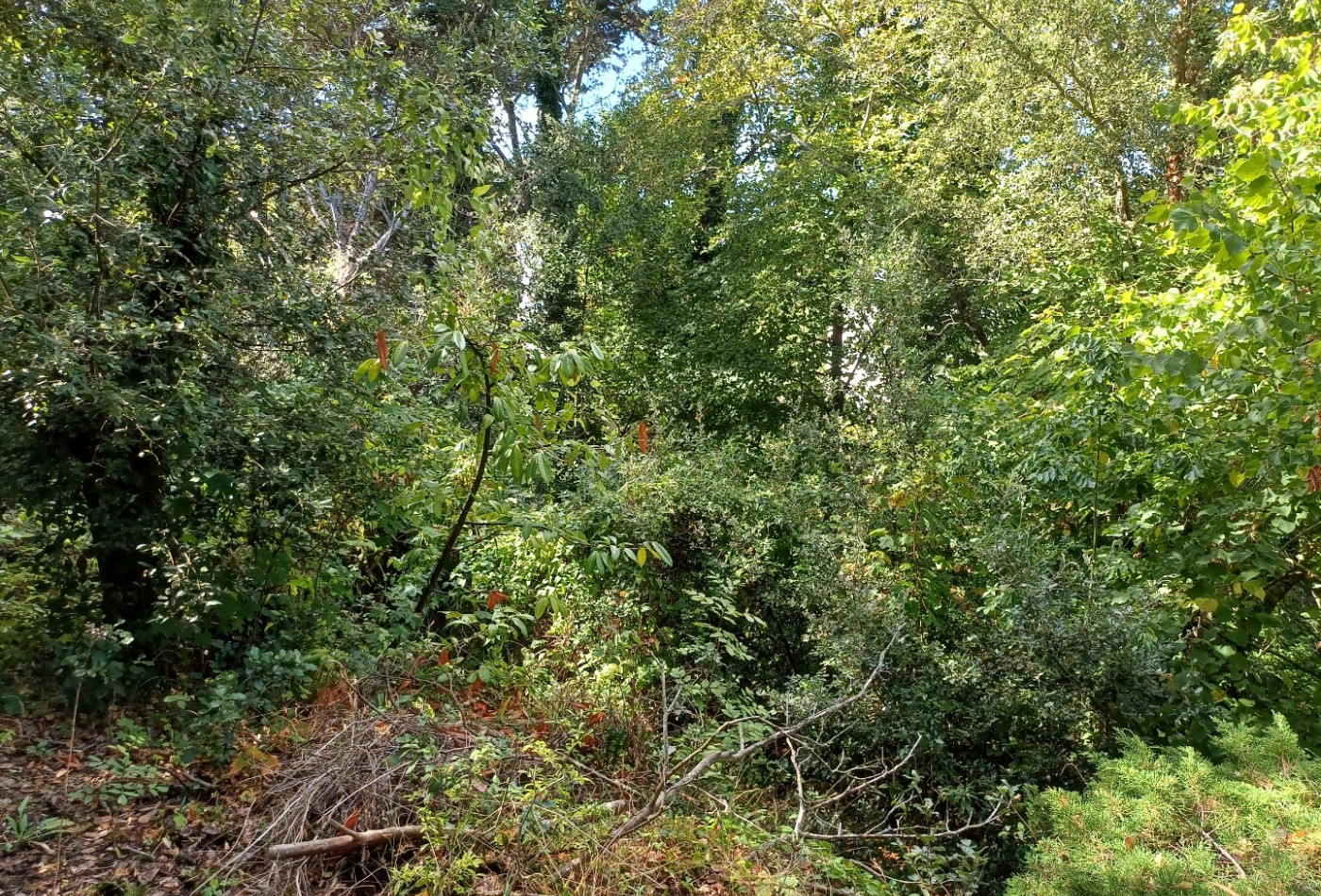 vente Terrain Saint Cast Le Guildo - Photo 7