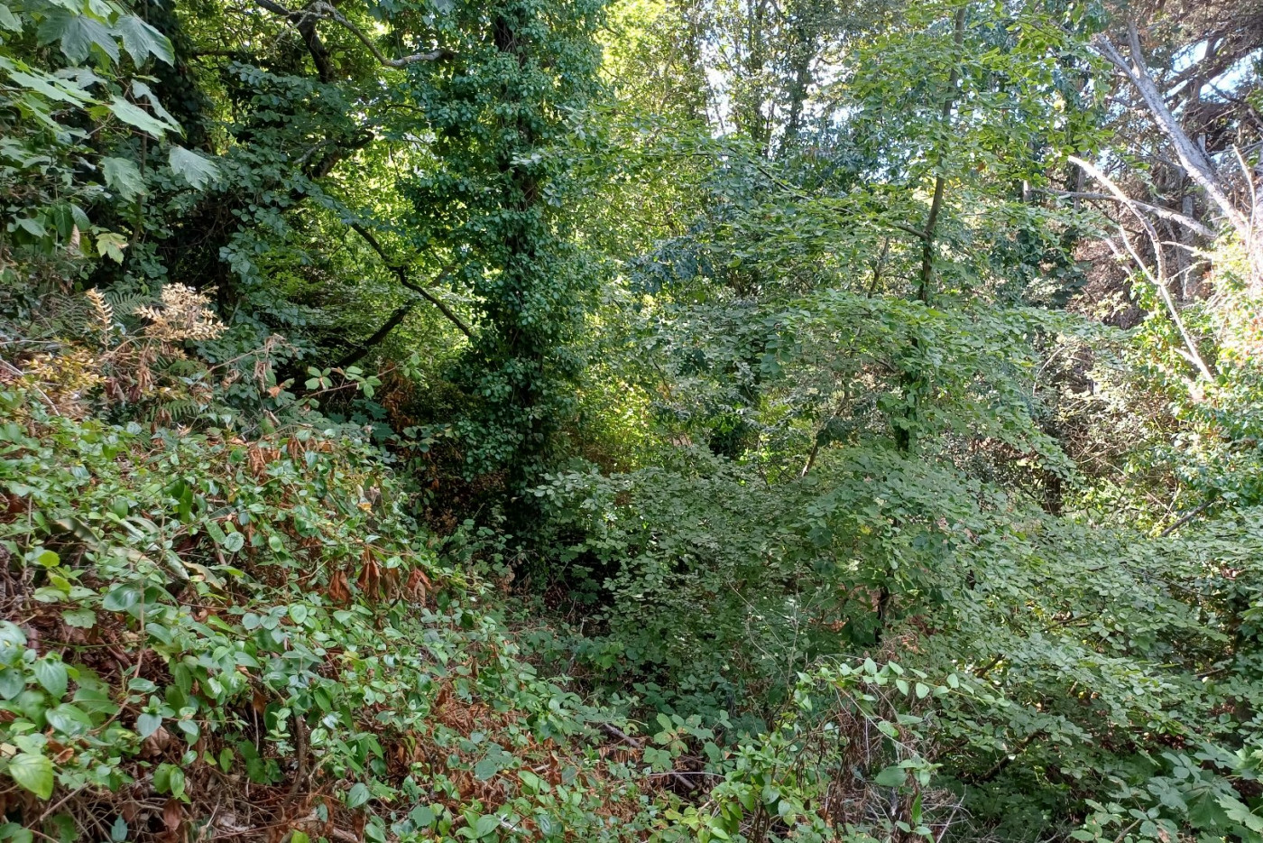 à vendre Terrain Saint Cast Le Guildo - Photo 8
