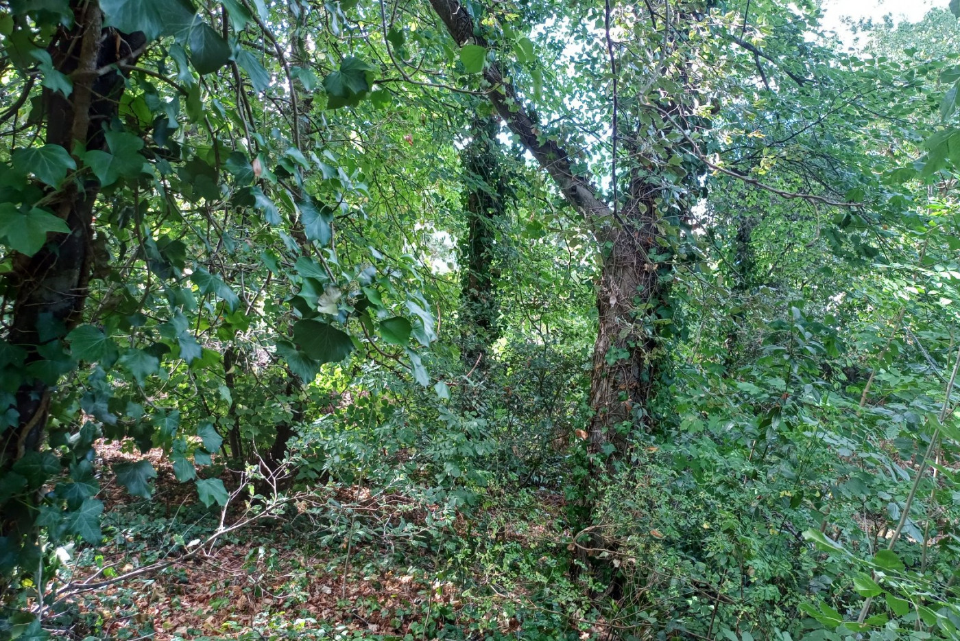 à vendre Terrain Saint Cast Le Guildo - Photo 6