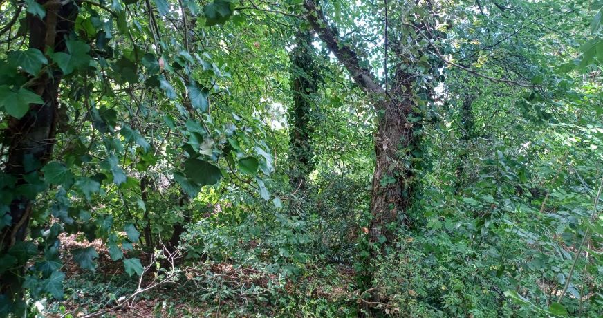 vente Terrain Saint Cast Le Guildo