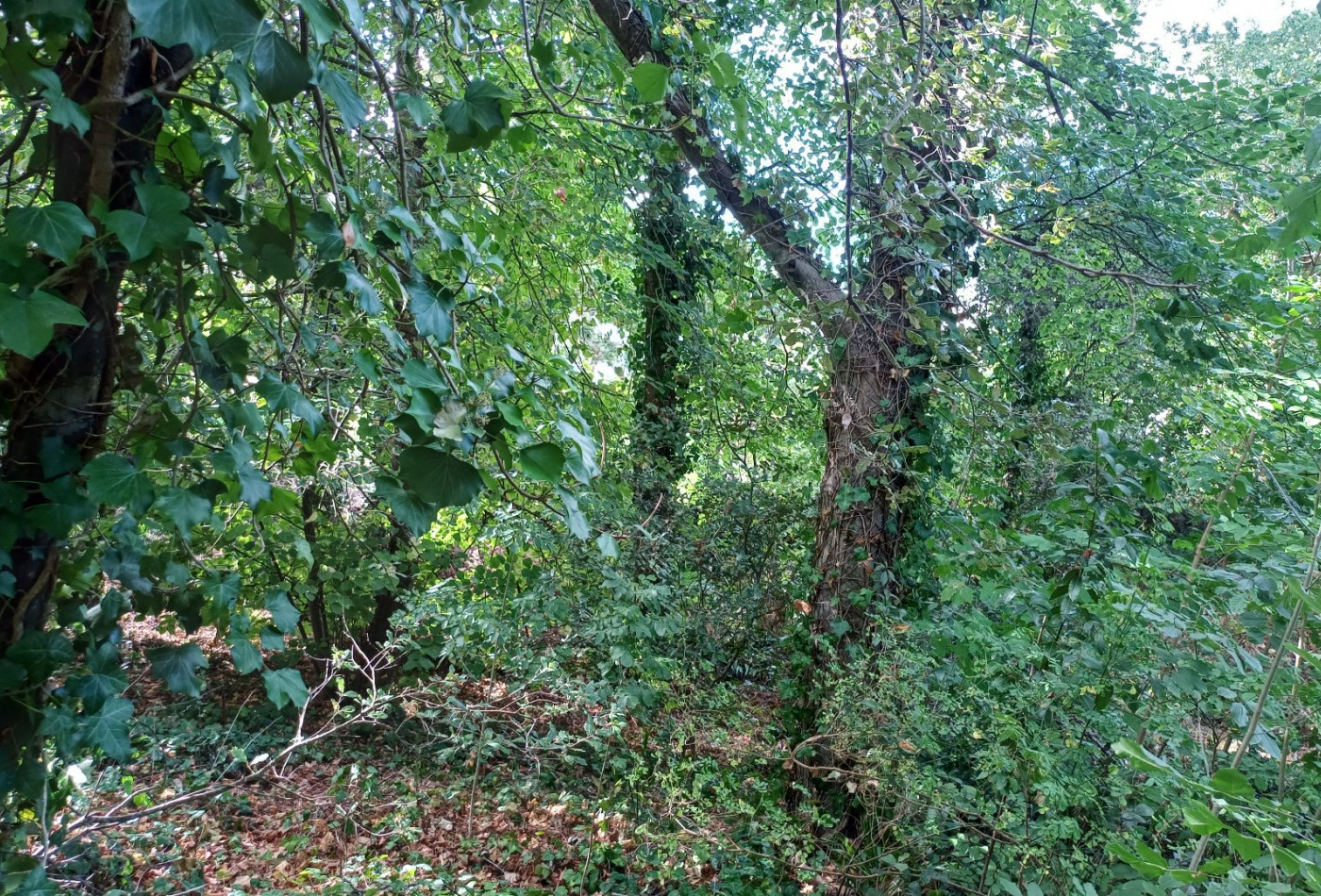 vente Terrain Saint Cast Le Guildo - Photo 6