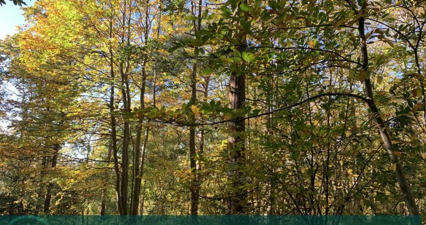 vente Terrain boisé – forêt Beuzeville