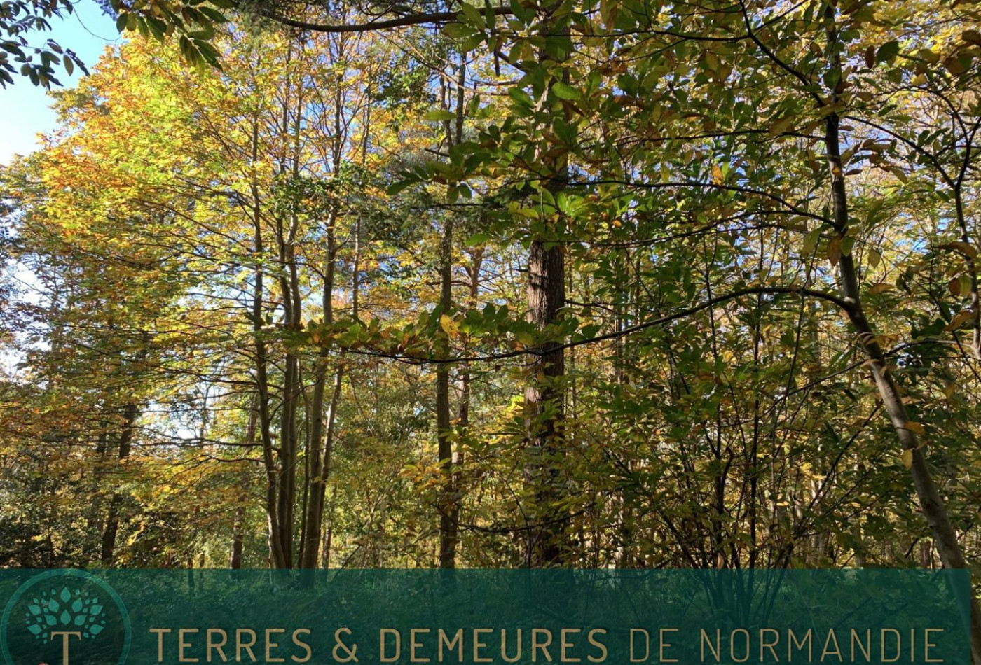 vente Terrain boisé – forêt Beuzeville - Photo 6