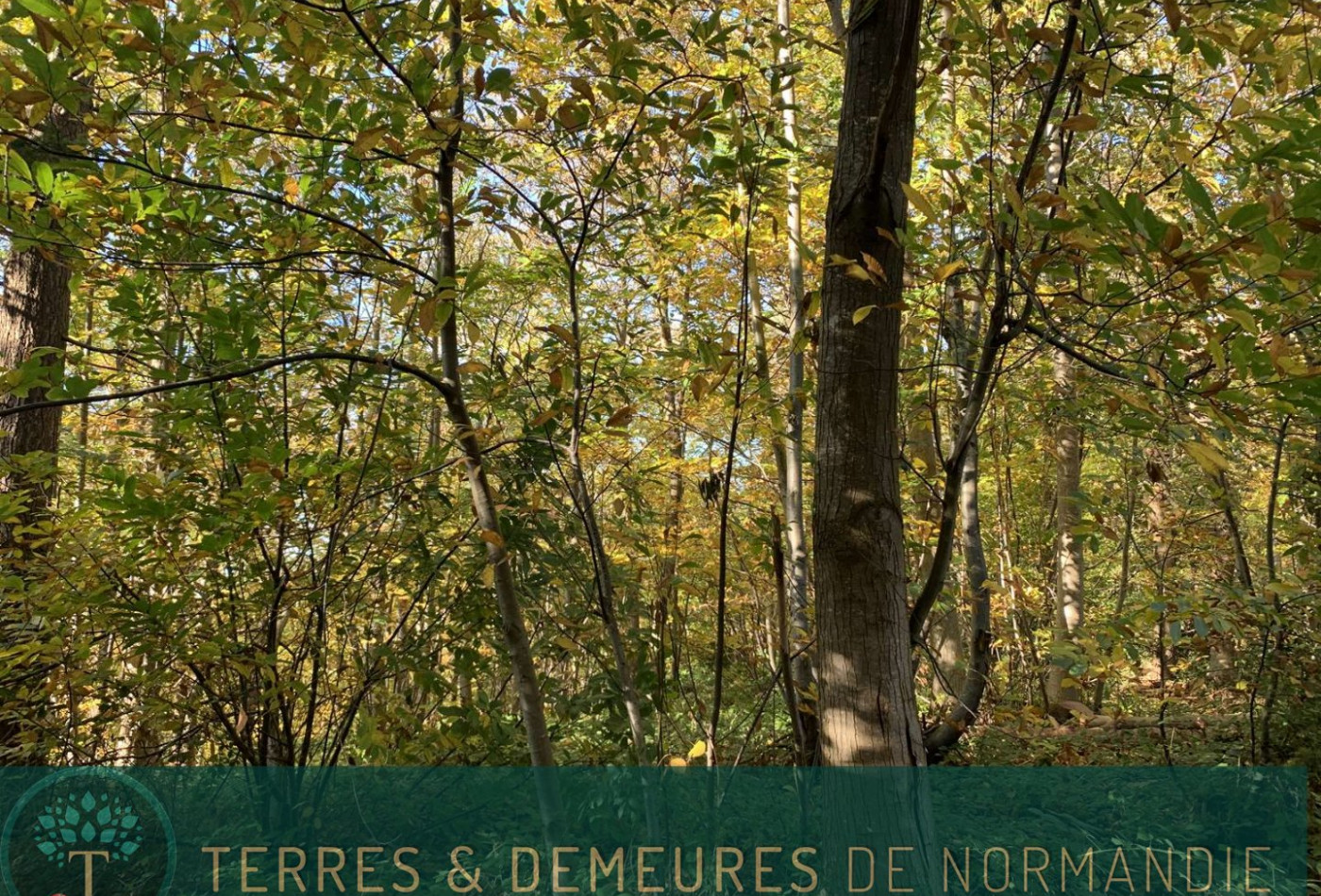 vente Terrain boisé – forêt Beuzeville - Photo 7