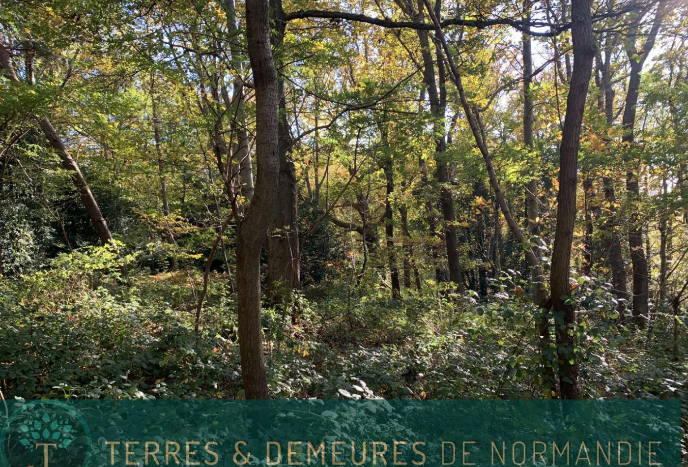 vente Terrain boisé – forêt Beuzeville - Photo 8