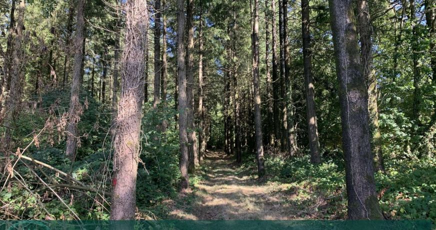 vente Propriété forestière Vire