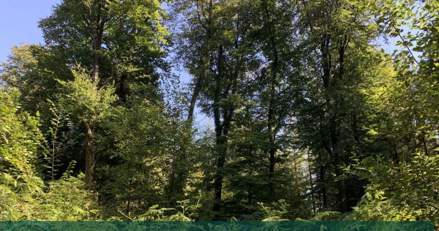 vente Propriété forestière Vire