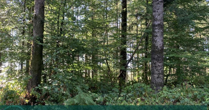 vente Propriété forestière Vire