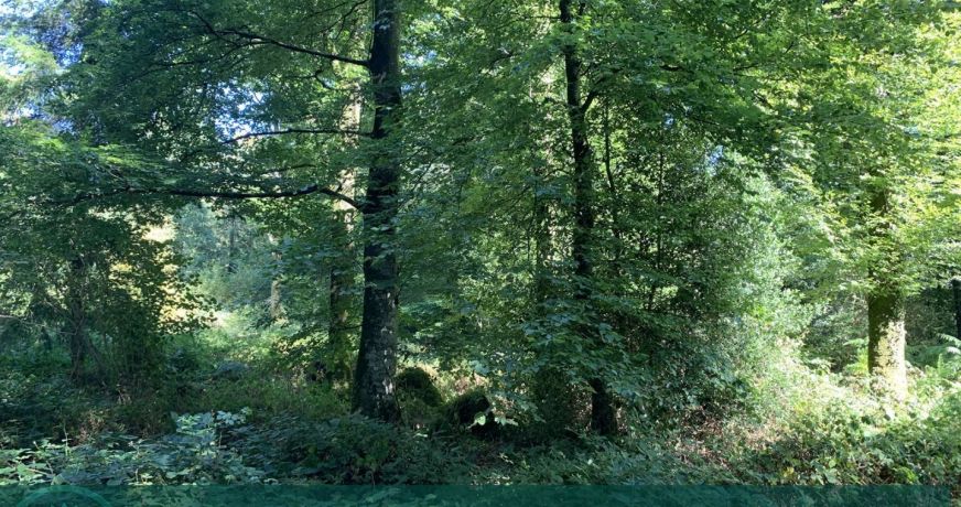 vente Propriété forestière Vire