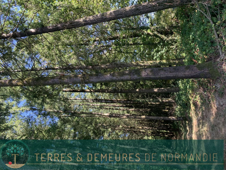 vente Propriété forestière Vire - Photo 3