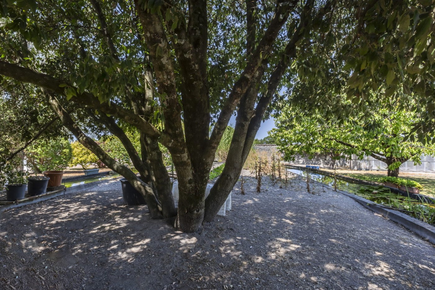 vente Corps de ferme Cognac - Photo 9