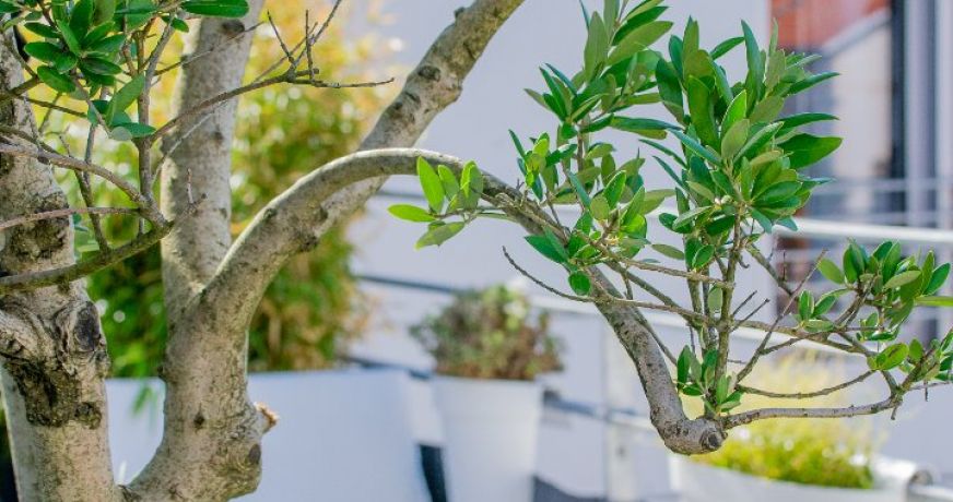 vente Appartement Royan