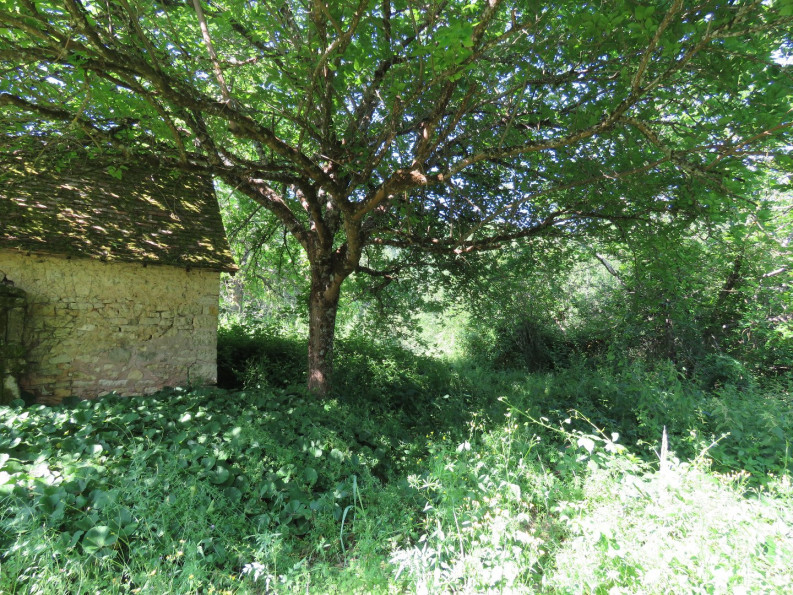 sale Maison Saint Robert - Photo 8