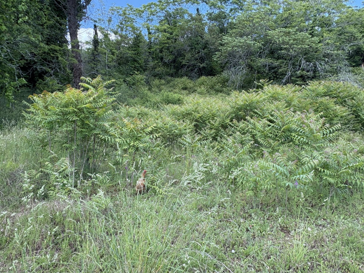 à vendre Terrain constructible Souillac - Photo 4