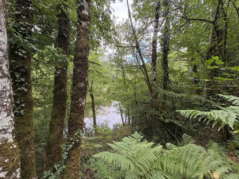 vente Terrain constructible Juillac - Photo 8