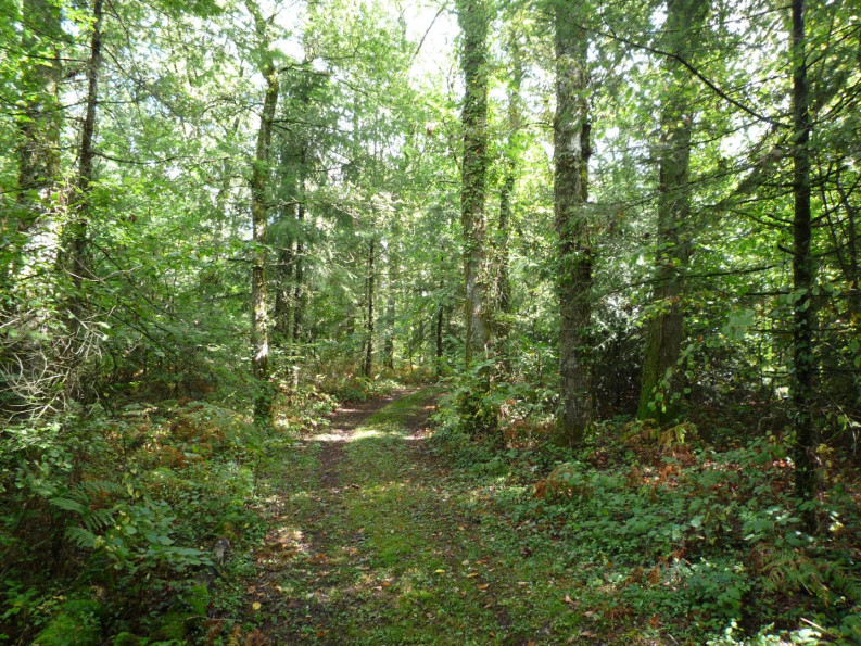 vente Terrain constructible Juillac - Photo 4