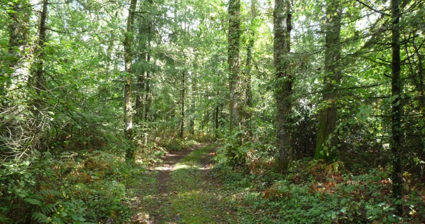 vente Terrain constructible Juillac