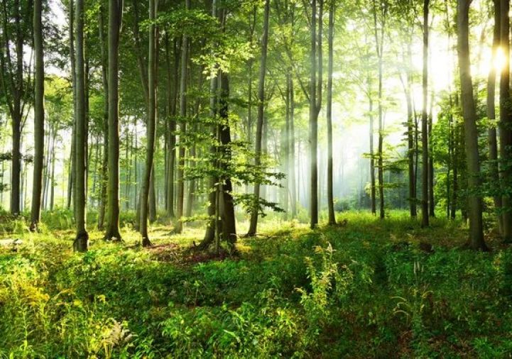 vente Terrain boisé – forêt Saint Saens