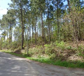For sale Besseges 300081015 Agence vigne